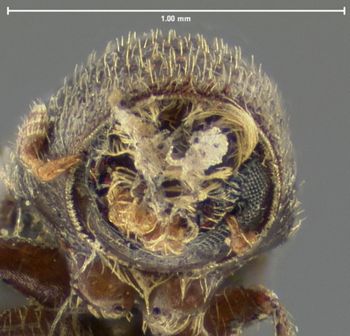 Media type: image;   Entomology 8292 Aspect: head frontal view